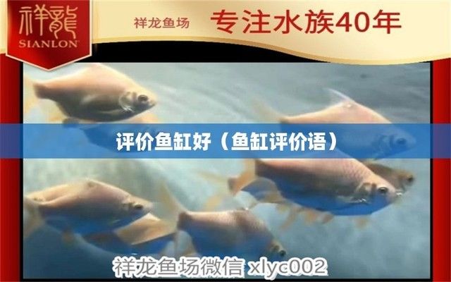 如何形容魚缸好看：如何打造一個既實用又有審美價值的魚缸 魚缸百科 第5張