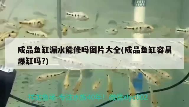 什么樣的魚缸容易爆缸：容易爆缸的魚缸類型和預(yù)防措施，魚缸安全加固方法有哪些 魚缸百科 第4張