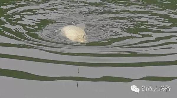 金龍魚分類地位分析報告：關于金龍魚的分類地位分析報告時 水族問答 第2張