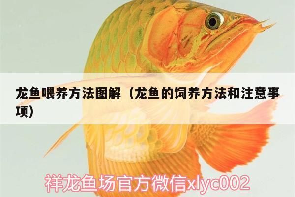 龍魚(yú)喂鯉魚(yú)肉塊好嗎圖片：如何給龍魚(yú)消毒殺菌 龍魚(yú)百科 第5張