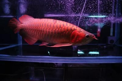 紅龍魚幼魚飼料選擇指南：紅龍魚幼魚的飼料選擇和注意事項(xiàng) 龍魚百科 第4張