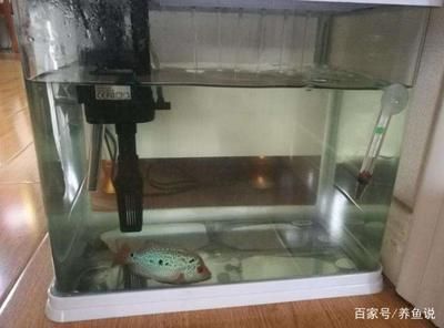 魚(yú)缸抽水泵怎么安裝視頻：如何安裝魚(yú)缸抽水泵 魚(yú)缸百科 第4張