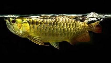 龍魚(yú)腸炎治療方法有哪些：龍魚(yú)腸炎的治療方法 龍魚(yú)百科 第4張