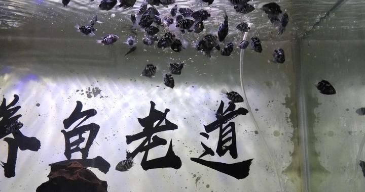 金龍魚風(fēng)水?dāng)[件朝向圖：金龍魚風(fēng)水?dāng)[件朝向圖的設(shè)計特點和實際應(yīng)用效果 水族問答 第2張