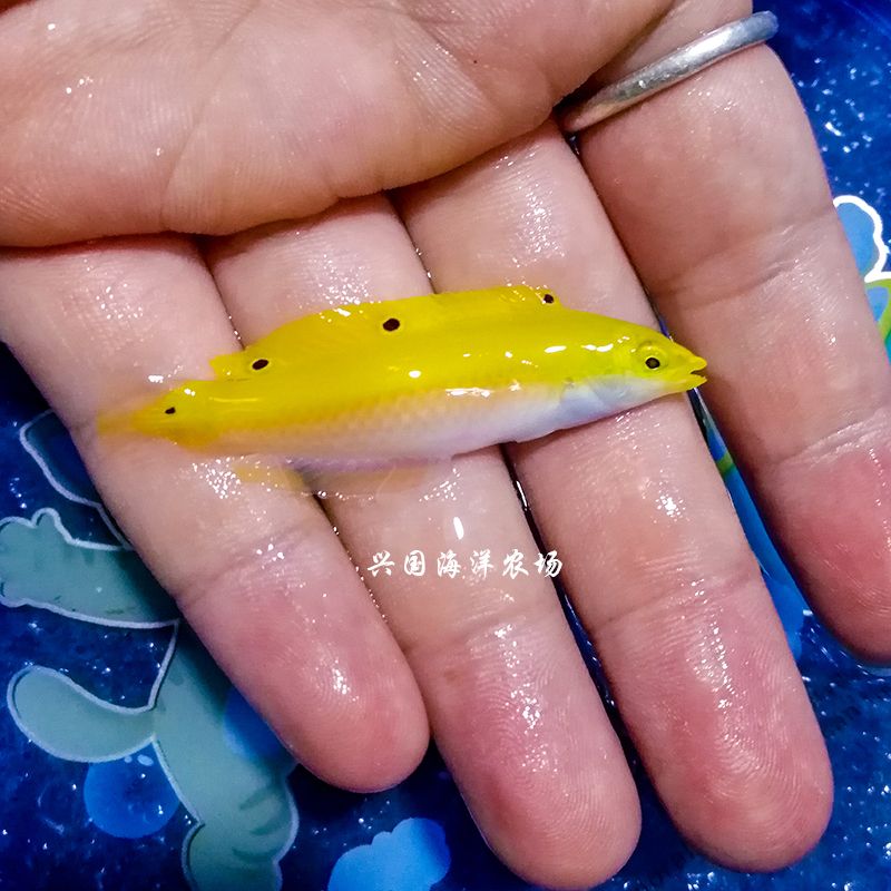 龍魚(yú)翻白肚但是沒(méi)死：龍魚(yú)出現(xiàn)翻白肚怎么辦 龍魚(yú)百科 第4張