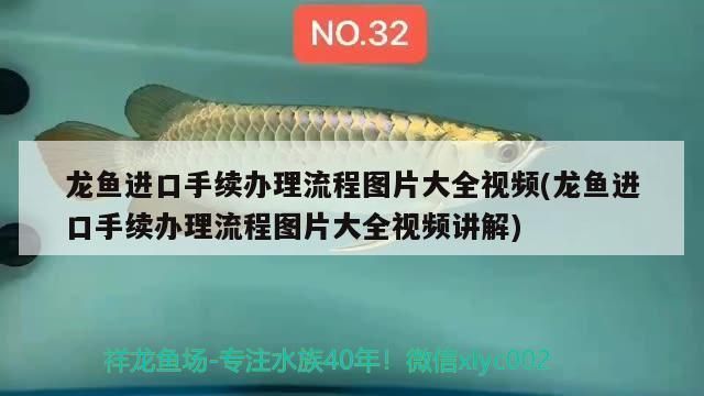 龍魚進口流程視頻：龍魚進口流程 龍魚百科 第3張