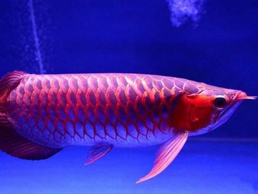 紅龍魚發(fā)色過程解析：如何挑選優(yōu)質(zhì)紅龍魚的發(fā)色過程 龍魚百科 第2張