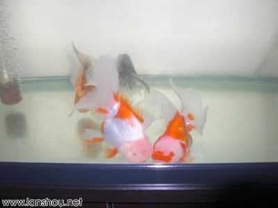 魚缸里的新成員：關(guān)于魚缸新成員的一些詳細(xì)信息 魚缸百科 第1張