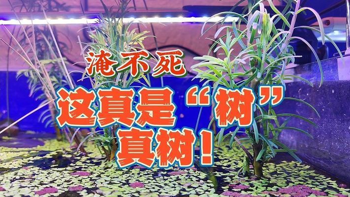 能在魚缸里生長的樹叫什么：在魚缸中生長的“水生蕨類植物”是一種常見的地衣植物 魚缸百科 第2張