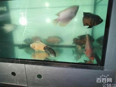 金龍魚缸配魚：金龍魚缸的配魚方法 水族問答 第2張