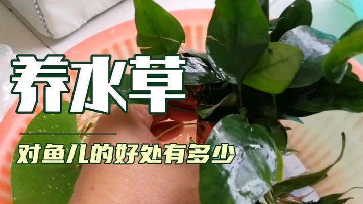 水生植物對(duì)魚(yú)缸氧氣貢獻(xiàn)度：水生植物在魚(yú)缸中如何通過(guò)光合作用和氧氣產(chǎn)生過(guò)程 魚(yú)缸百科 第1張