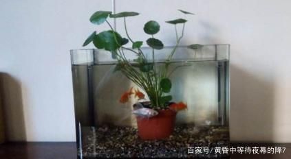 魚缸植物選擇搭配建議：適合淡水魚缸的幾種植物 魚缸百科 第4張