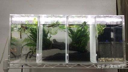 魚缸植物選擇搭配建議：適合淡水魚缸的幾種植物 魚缸百科 第1張