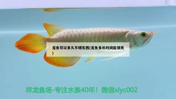 龍魚好幾個(gè)月不吃東西：龍魚好幾個(gè)月不吃東西可能是身體出現(xiàn)問題的信號(hào) 龍魚百科 第1張