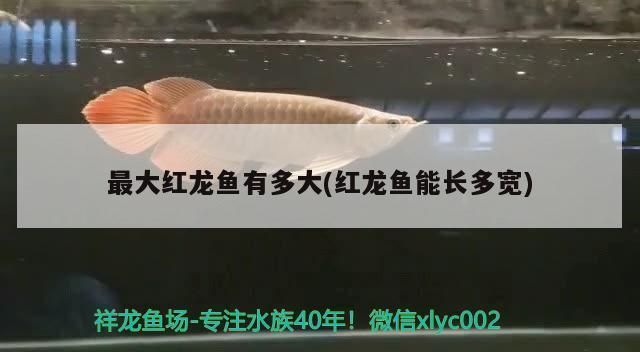 一米長(zhǎng)的紅龍魚有多重?。阂幻组L(zhǎng)的紅龍魚在正常情況下，其重量可能在3-5公斤之間