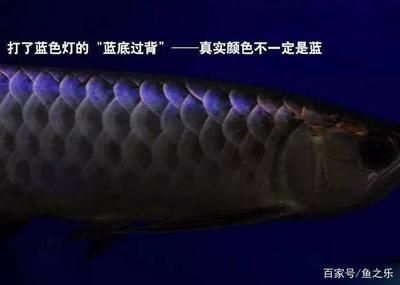 龍魚哪里有一根經(jīng)要去掉：如何在不影響龍魚美觀的前提下去除一根主骨？ 龍魚百科 第3張