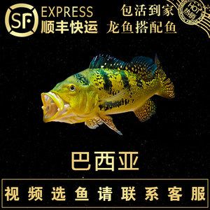 龍魚發(fā)快遞可以堅(jiān)持幾天：龍魚發(fā)快遞的存活時(shí)間 龍魚百科 第2張