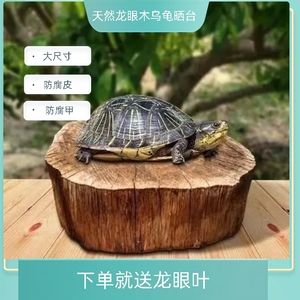 養(yǎng)旁皮魚(yú)缸需配什么：養(yǎng)旁皮魚(yú)缸需要配置的設(shè)備：養(yǎng)旁皮魚(yú)缸需要配置的設(shè)備 魚(yú)缸百科 第2張