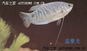 龍魚的水溫大約多少度警察局照片：龍魚適宜生長的水溫范圍是多少 龍魚百科 第3張