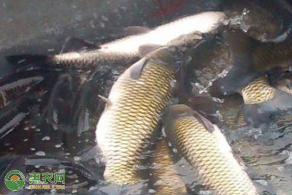 金龍魚高筋麥芯粉和多用途麥芯粉哪個好：金龍魚高筋麥芯粉和多用途麥芯粉的區(qū)別 水族問答 第1張