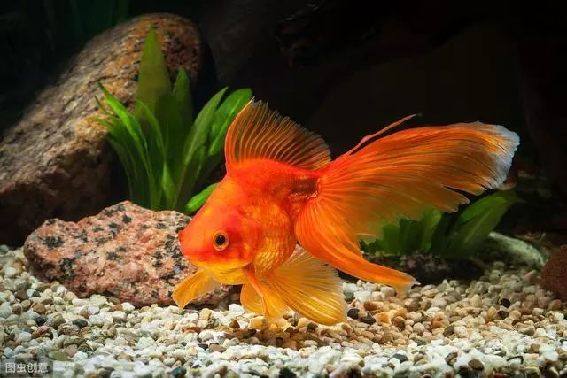 金龍魚高筋麥芯小麥粉產(chǎn)地：金龍魚高筋麥芯小麥粉 水族問答 第2張