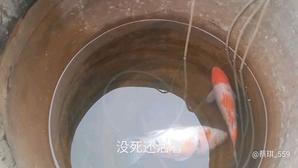 夢魚缸碎了,魚撒了一地：夢見魚缸碎了，魚撒一地 魚缸百科 第2張