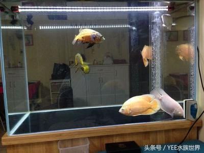 夢魚缸碎了,魚撒了一地：夢見魚缸碎了，魚撒一地 魚缸百科 第3張