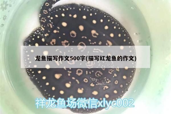 觀察紅龍魚的作文400字：觀察紅龍魚 紅龍魚百科 第5張