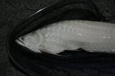 龍魚只吃飼料不吃小蝦小魚會死嗎 龍魚百科 第1張