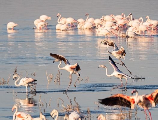 龍魚(yú)怎么換鱗：如何處理龍魚(yú)換鱗的問(wèn)題