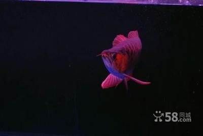 紅龍魚一年可以長多大的魚：紅龍魚一年可以長多大受多種因素影響紅龍魚一年的成長 紅龍魚百科 第3張