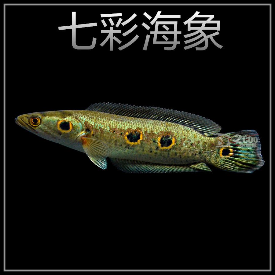 龍魚配魚有哪些：龍魚混養(yǎng)水族箱布局技巧,龍魚混養(yǎng)后水質(zhì)管理方法 龍魚百科 第3張