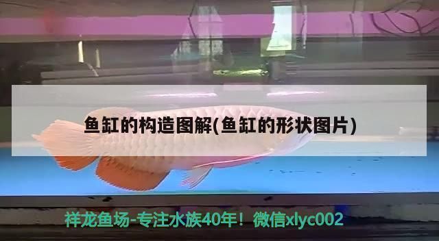 江彩魚缸生產廠家在哪里：徐州金江水族公司江彩魚缸免換水生態(tài)魚缸售后服務評價 魚缸百科 第2張