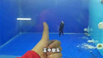 在哪買龍魚便宜又好 龍魚百科 第1張