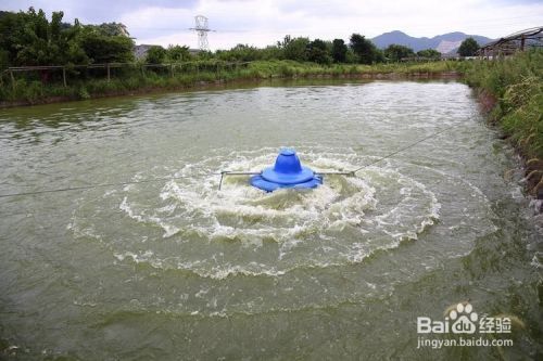 如何提高魚缸內(nèi)溶氧量：如何提高魚缸溶氧量 魚缸百科 第4張