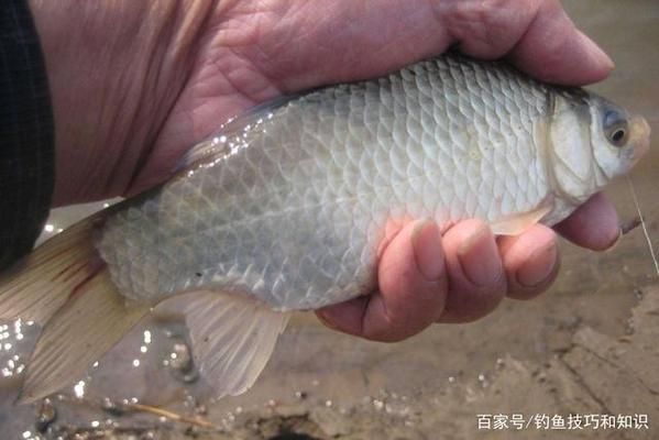 金龍魚跟銀龍魚的區(qū)別是什么：金龍魚和銀龍魚有什么不同 水族問答 第1張