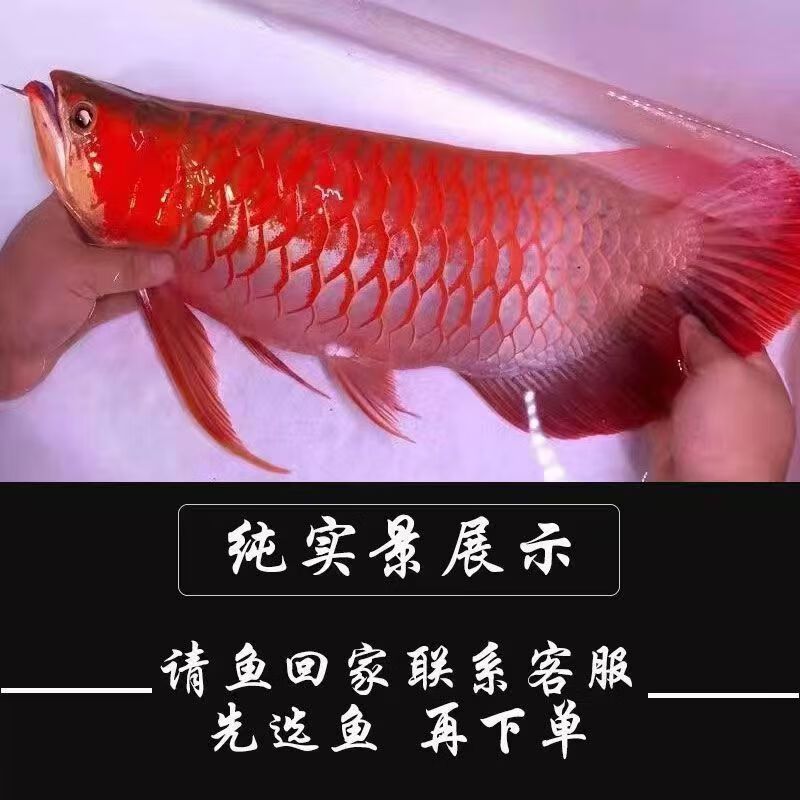 紅龍魚長多大才不亂串：如何判斷紅龍魚性成熟，紅龍魚飼養(yǎng)環(huán)境優(yōu)化技巧 紅龍魚百科 第4張