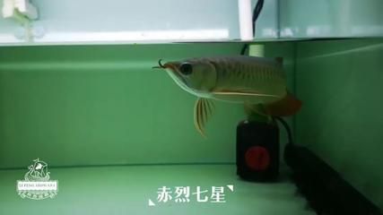 龍魚養(yǎng)殖場(chǎng)都喂大麥蟲可以嗎：龍魚養(yǎng)殖場(chǎng)喂食大麥蟲有利于龍魚健康嗎？ 龍魚百科 第3張