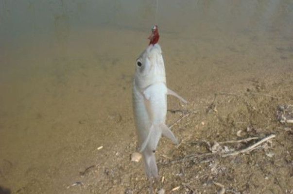 紅龍魚對水溫的要求是什么意思：紅龍魚夏季降溫方法介紹紅龍魚冬季保溫技巧有哪些