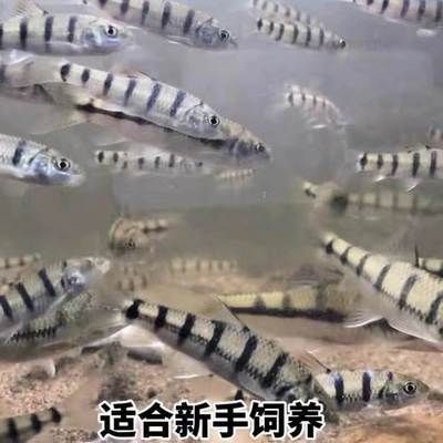 黑影道人魚底砂厚度最佳值：黑影道人魚底砂厚度最佳值是多少? 龍魚百科 第1張