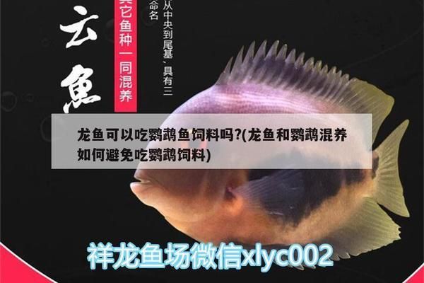 龍魚(yú)的飼料可以給鸚鵡魚(yú)吃嗎？：龍魚(yú)飼料可以提供給鸚鵡魚(yú)食用但需注意適量，但需注意適量 龍魚(yú)百科 第2張