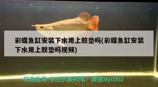 佳寶魚缸價(jià)格及圖片：佳寶魚缸用戶評價(jià)匯總 魚缸百科 第3張