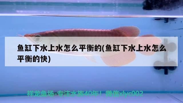 金龍魚購物卡買完東西怎么查進度：如何查看金龍魚購物卡上的訂單？ 水族問答 第1張