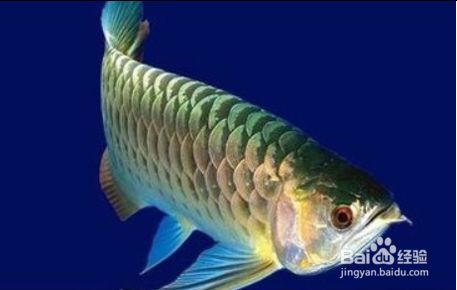 龍魚缸ph值怎么調(diào)節(jié)：如何調(diào)節(jié)龍魚缸的ph值