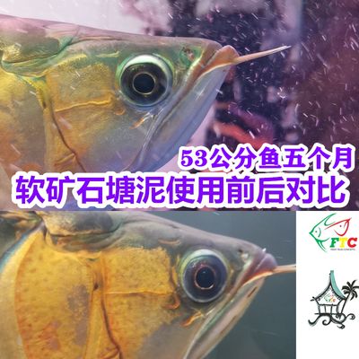 紅龍魚發(fā)色期微量元素補(bǔ)充：紅龍魚發(fā)色期飼養(yǎng)者應(yīng)注意以下幾個(gè)方面的營(yíng)養(yǎng)補(bǔ)充 龍魚百科 第1張