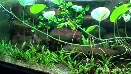 如何選擇適合魚缸的水生植物：如何選擇適合的魚缸水生植物 魚缸百科 第2張