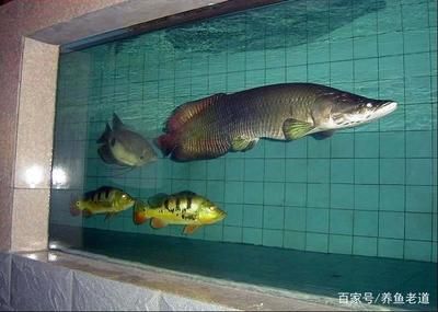 魚(yú)缸里水泵不工作了怎么回事：導(dǎo)致魚(yú)缸水泵無(wú)法運(yùn)行的常見(jiàn)問(wèn)題 魚(yú)缸百科 第4張