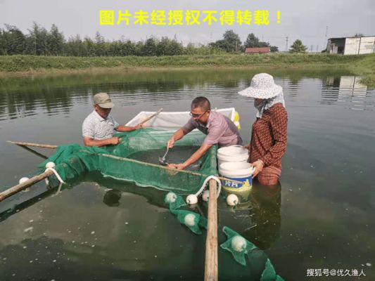 雙線側(cè)魚(yú)特殊時(shí)期護(hù)理方法：雙線側(cè)魚(yú)冬季喂食技巧,雙線側(cè)魚(yú)病害預(yù)防措施 龍魚(yú)百科 第2張