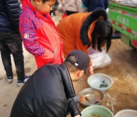 六角恐龍魚是什么魚：六角恐龍魚的飼養(yǎng)技巧 龍魚百科 第3張