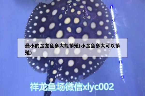 龍魚可以長到多大才能繁殖：龍魚的繁殖成熟和生長周期 龍魚百科 第2張